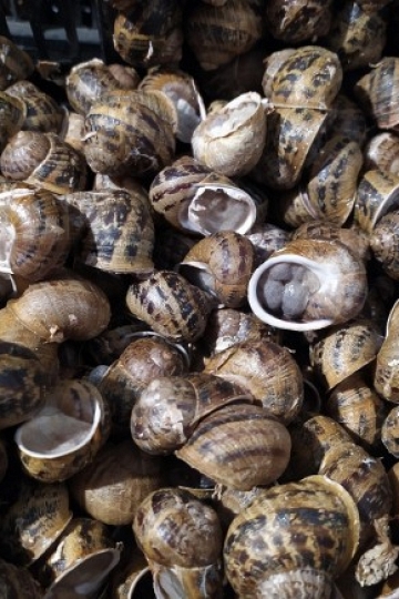 Caracoles ecolgicos