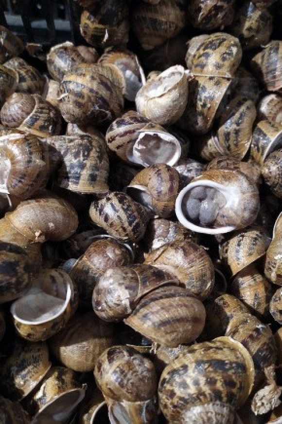 Caracoles ecolgicos