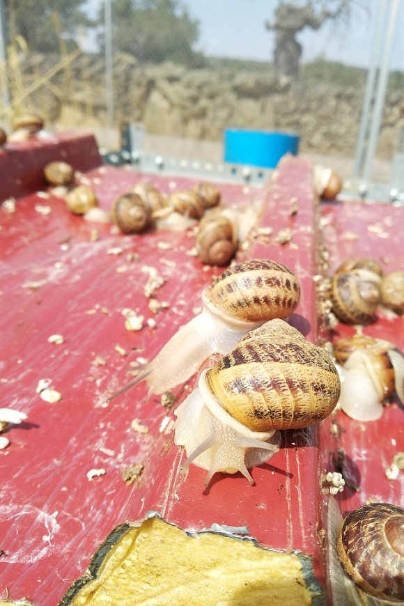 Por qu comer caracoles de granja ecolgicos?