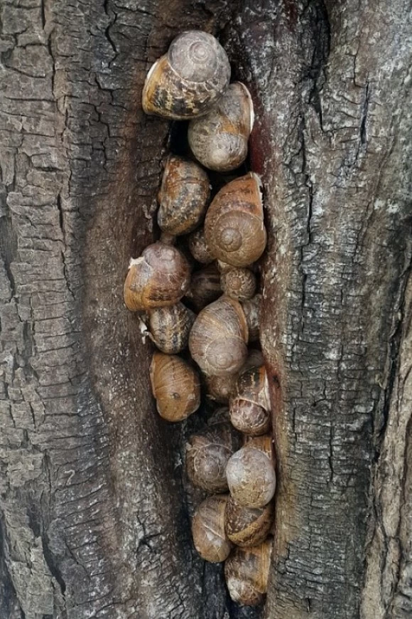 Por qu comer caracoles de granja ecolgicos?