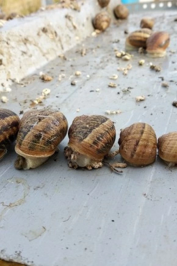 Por qu comer caracoles de granja ecolgicos?